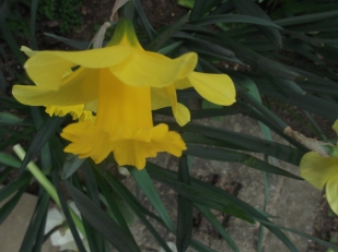 A close up of yellow flowers